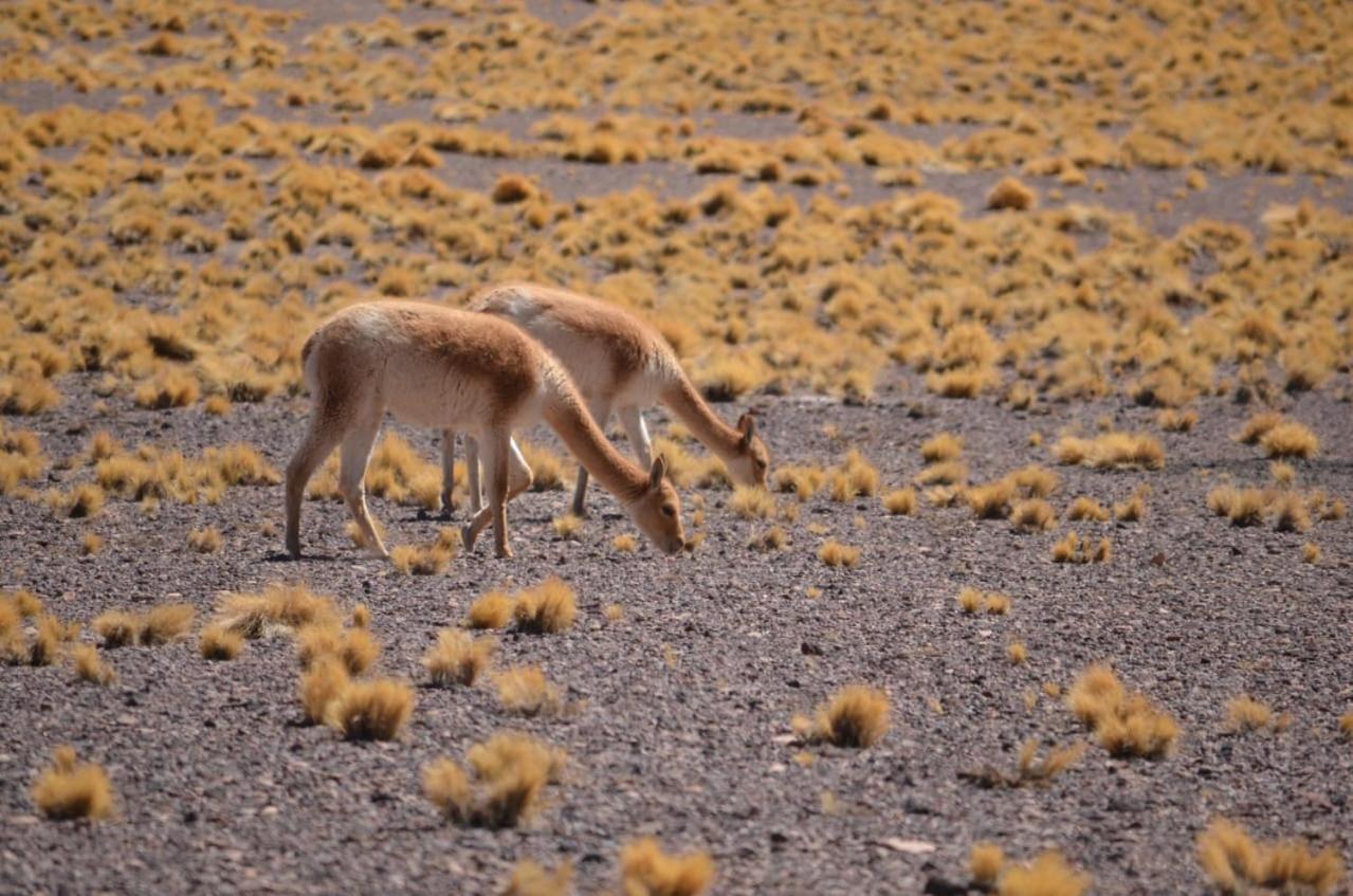 Hoteles Pueblo De Tierra San Pedro de Atacama Dış mekan fotoğraf